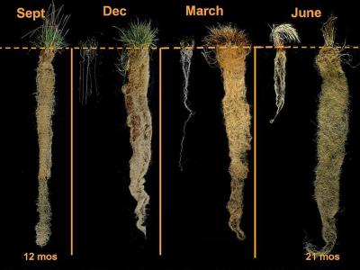 Perennial wheat roots (on right) vs annual wheat roots