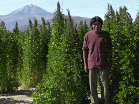 Quinoa Growing Farmer