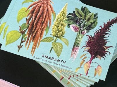 amaranth banner