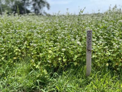 a field of buckwheat flowering