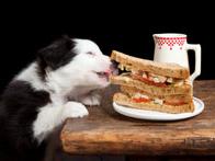 Dog with sandwich