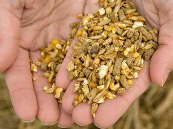 Handful of whole grains
