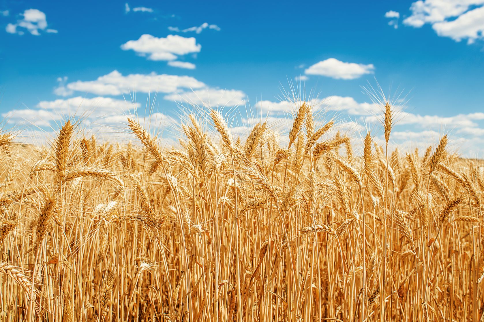 wheat in a field