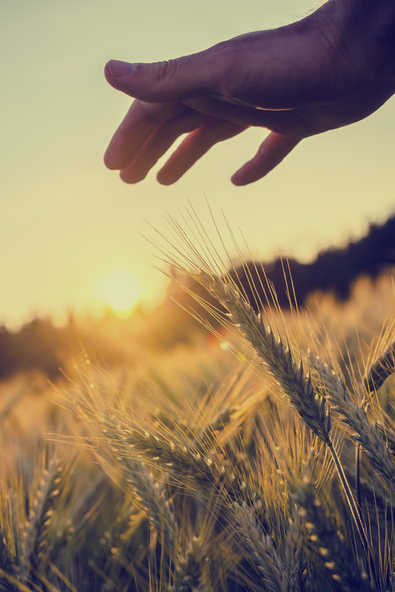 Field of wheat 