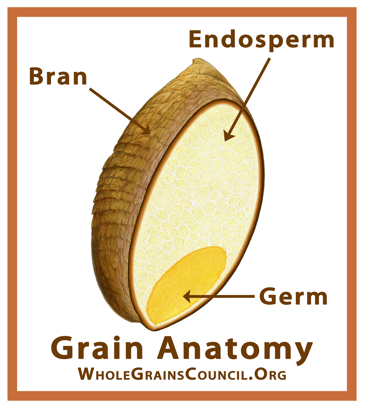 Anatomía del grano de trigo. Figure 1. Wheat grain anatomy.