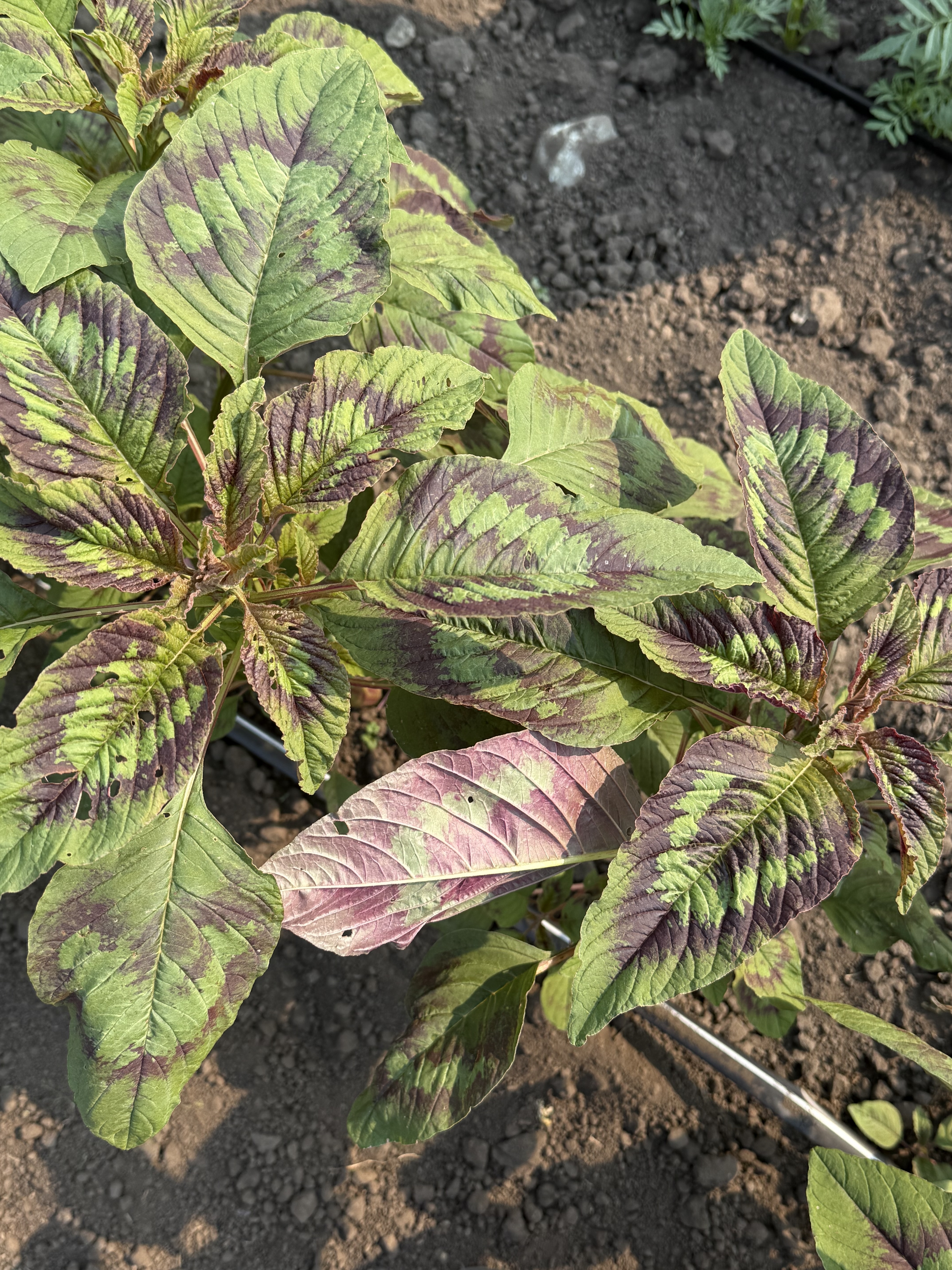 young amaranth