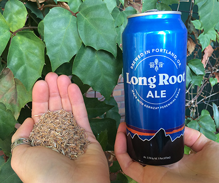 Long Root Ale made with Kernza