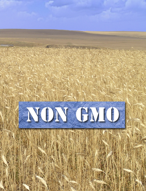 Wheat is not GMO