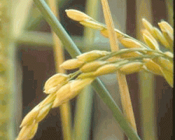 RiceCloseup_USDA.jpg