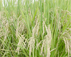 RiceGrowingField_USDA.jpg