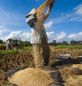 Separating The Wheat From The Chaff The Whole Grains Council