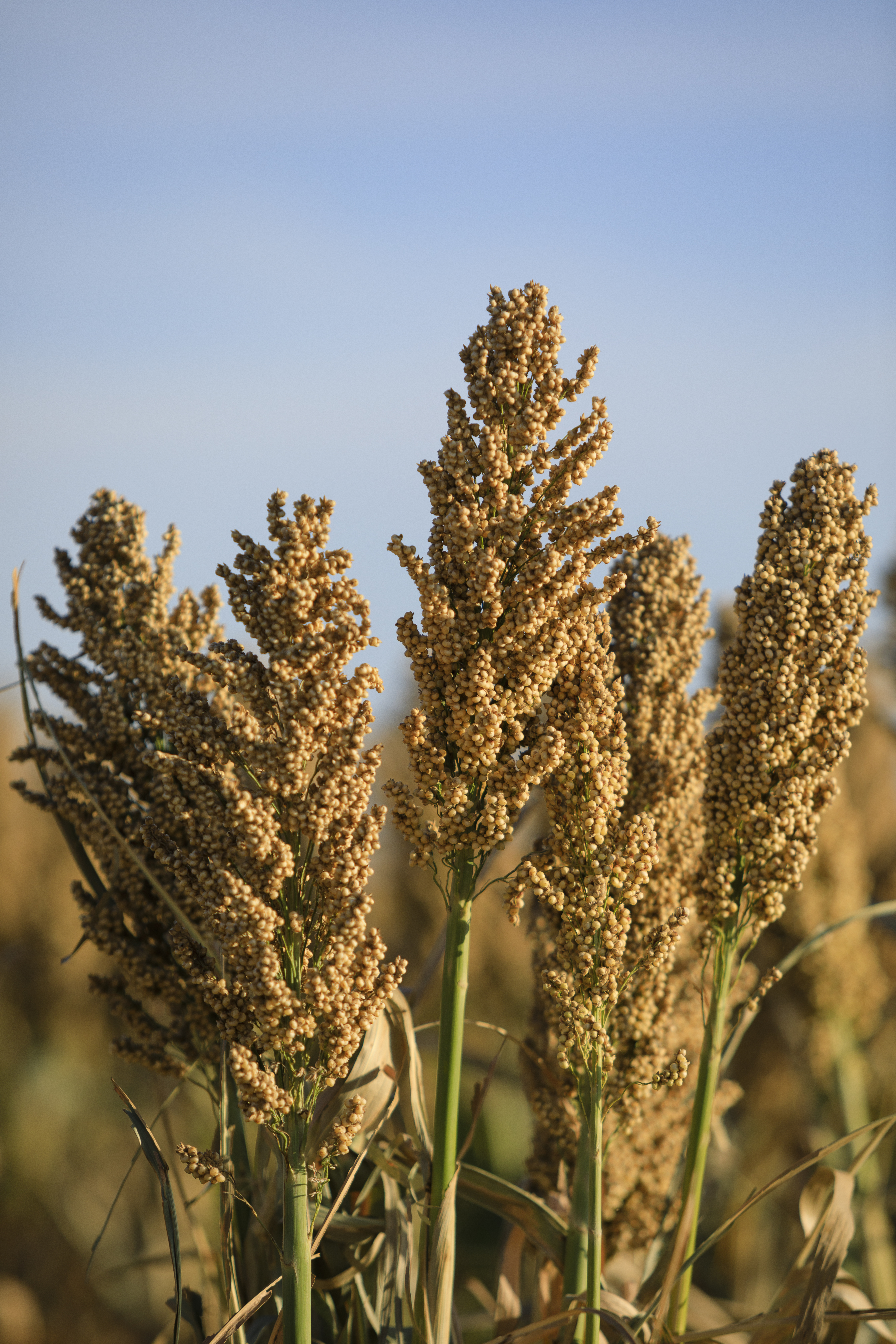 close up of sorghum stalks against a blue sky