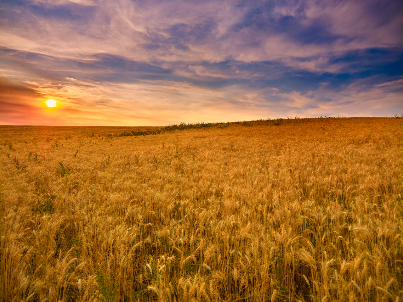 A sunny field of Kamut