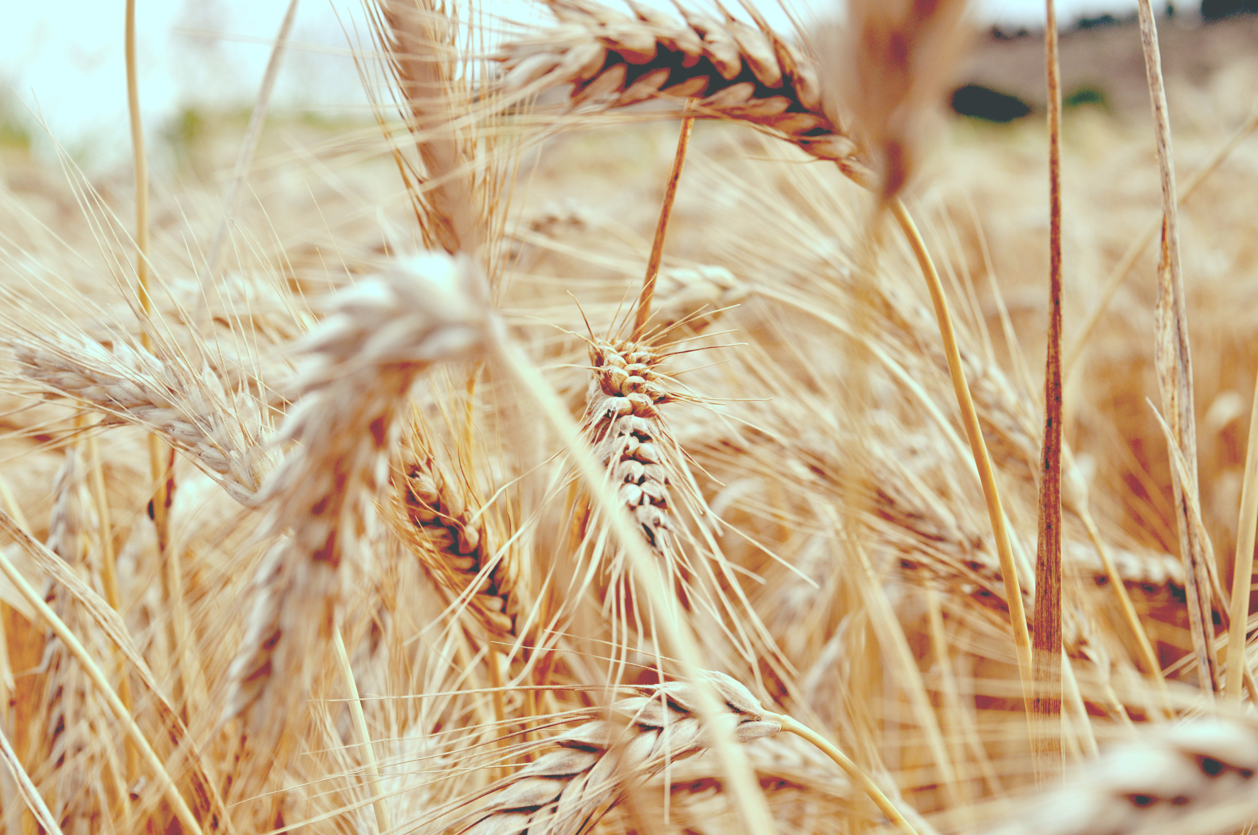 Field of tritordeum 