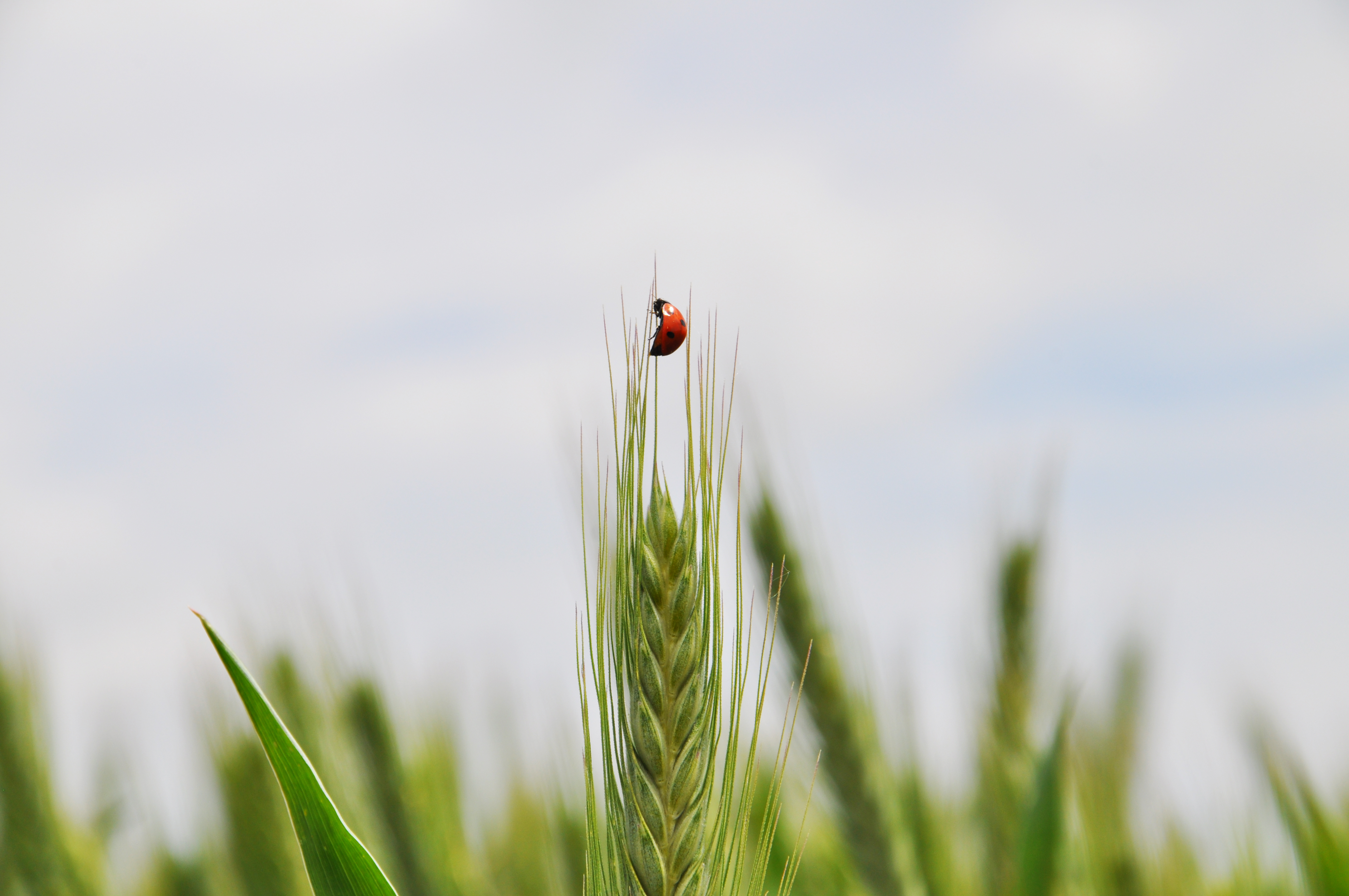 Ladybug on a sheaf of tritordeum