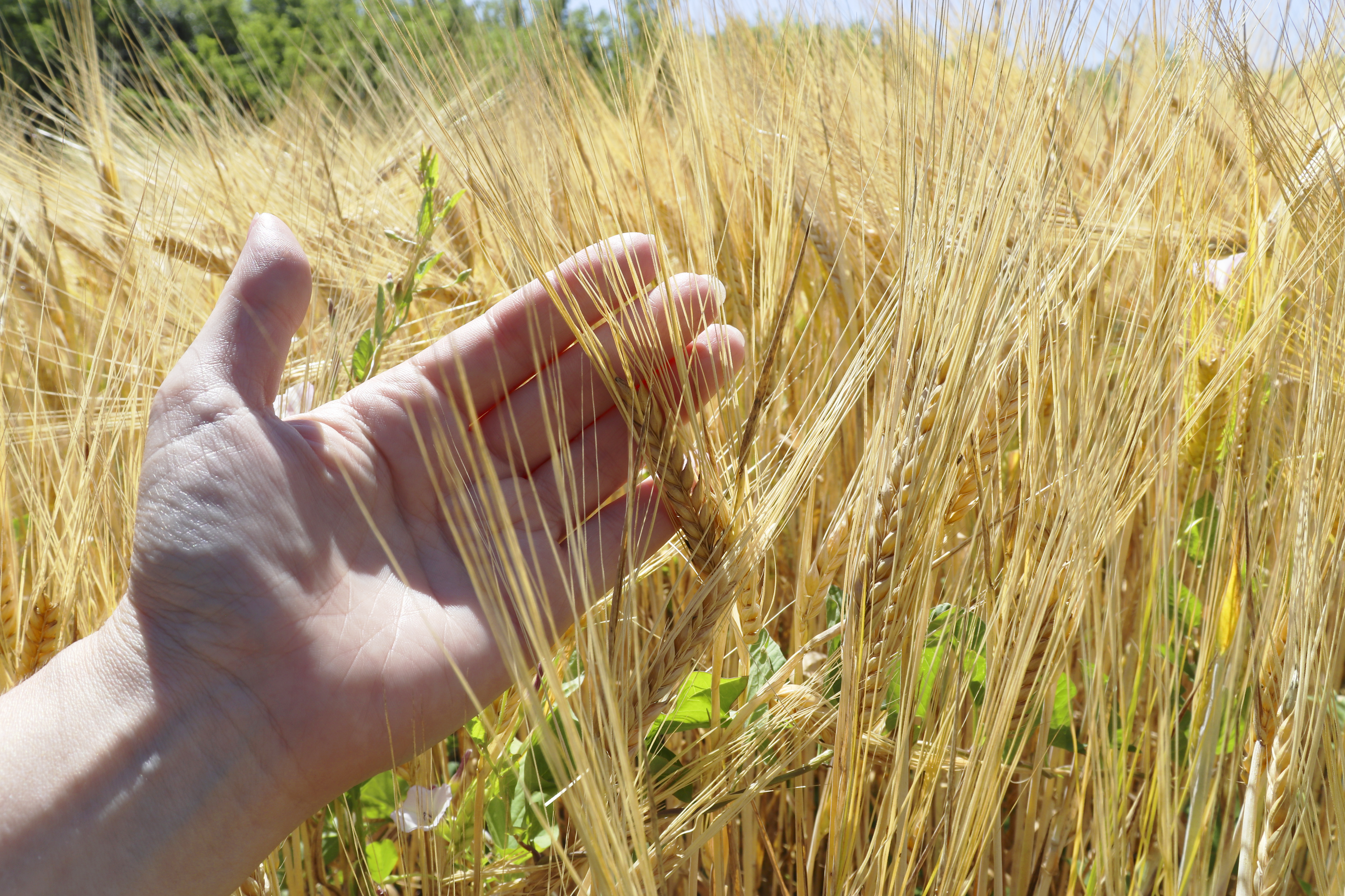 Field of Rye