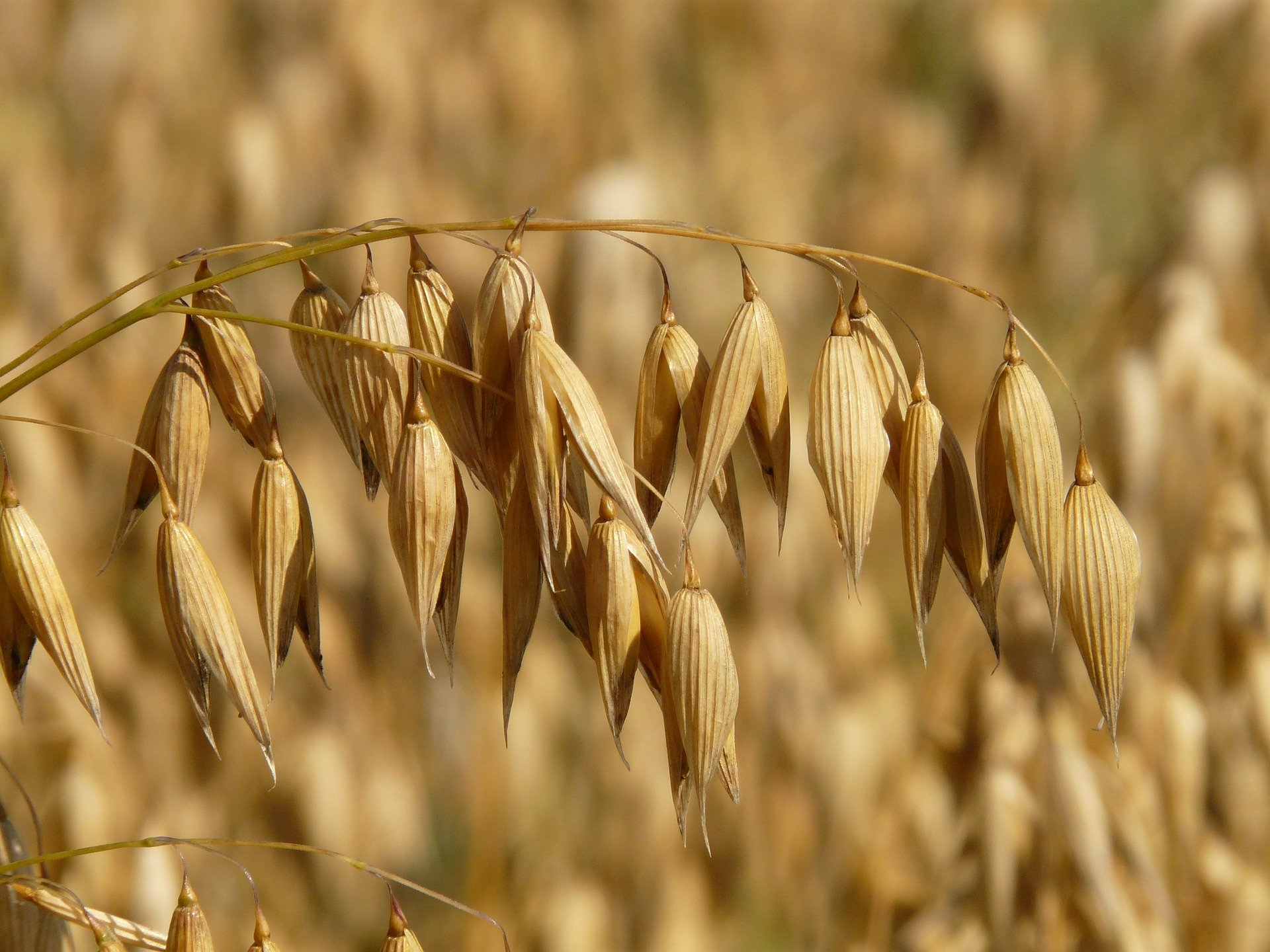 Oat Plant