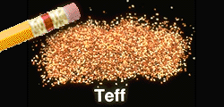 teff_seeds.gif