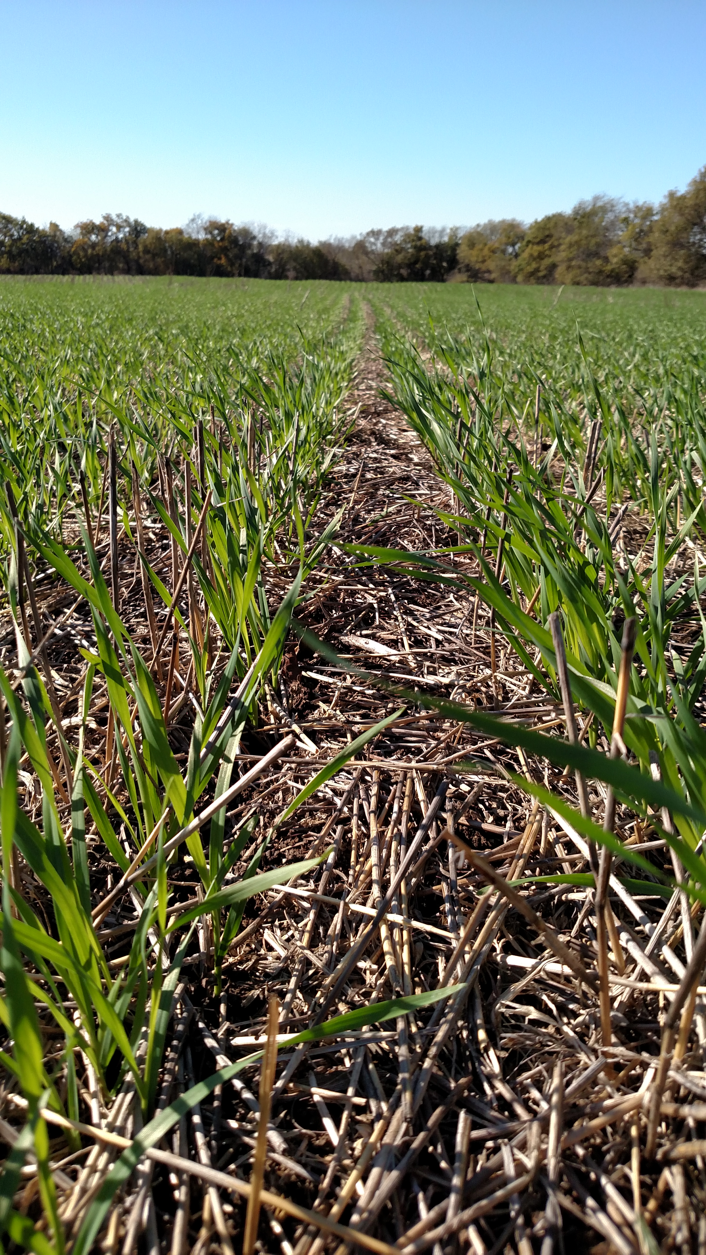 Wheat growing in a field