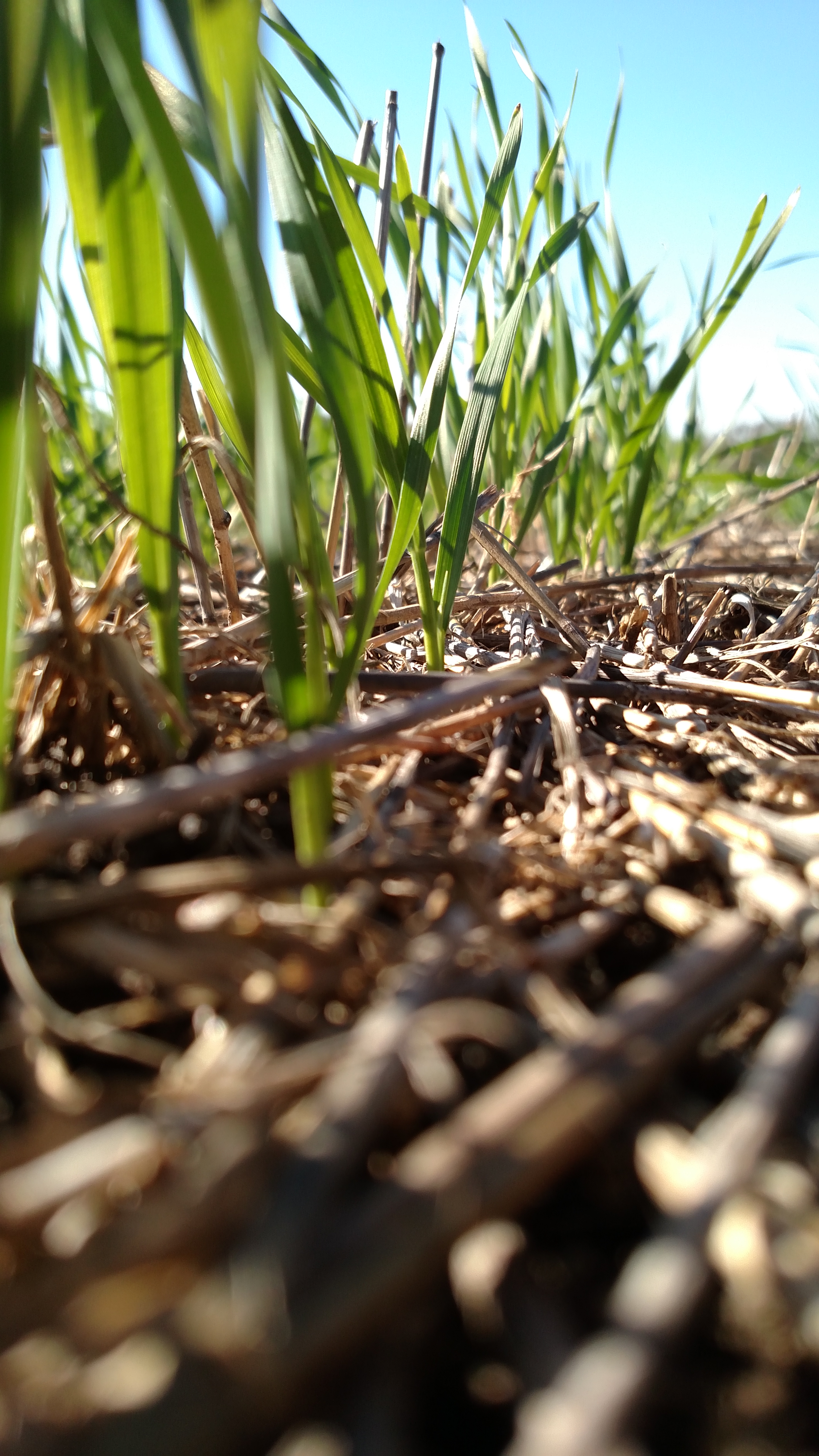 Wheat growing in field